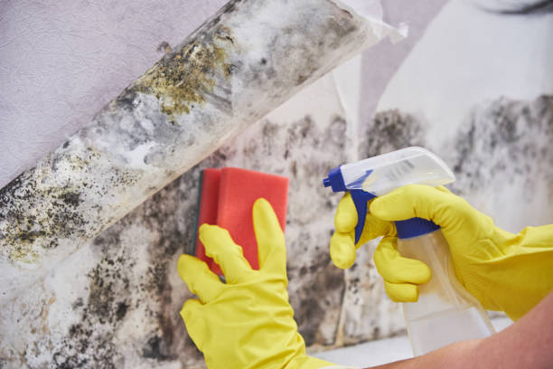 Professional Mold Inspection in Royal Palm Estates, FL